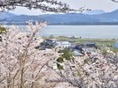 天橋立を背景に見る桜はまさに絶景!