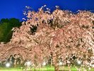 松尾の一本桜など、夜間のライトアップも美しい