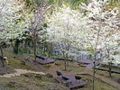 「お万の庭」から上り坂を数分歩くと、東府やの敷地を見渡すことができる「お万の桜テラス」に到着します