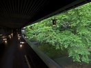 玄関棟と本館の間を流れる吉奈川を渡る「香風橋」(新緑のモミジ/4月中旬)