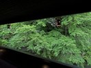 玄関棟と本館の間を流れる吉奈川を渡る「香風橋」(新緑のモミジ/4月中旬)