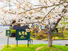 【桜に迎えられる、名月荘】春の名月荘では、入口を彩る桜が訪れる方をやさしく迎えます。