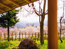 【春景色を望む、客室でのひととき】桜と春の光に包まれる名月荘。
