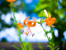 【夏の彩りを添える花】緑に包まれた庭に季節の花々が彩りを添えます。