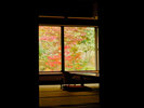 【紅葉に染まるお部屋】紅葉に包まれる、穏やかな滞在。