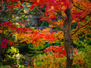 【色鮮やかな秋の庭景色】色鮮やかな紅葉に包まれる、秋の名月荘。