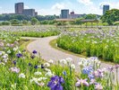 【当館から車で約20分】万4000株もの花菖蒲が咲き誇る、都内有数の花の名所(初夏限定)「小岩菖蒲園」