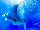 美ら海水族館