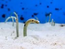 美ら海水族館