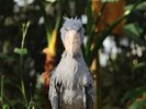 絶滅危惧種のハシビロコウ