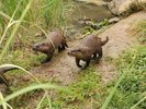 コツメカワウソ は何をするにもみんなで一緒★ほほえましくずっと見ていられます!!