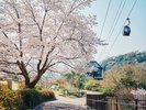 神戸布引ハーブ園〜春〜(C)一般財団法人神戸観光局