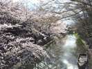 桜の季節の八幡掘り