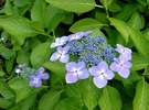 ���Ă��\����ԁA���������E�E�E�E�J�ɔG���ƈ�w���₩�Ɍ����܂�