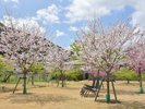 グラウンド桜