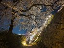 【周辺観光】夜桜ライトアップ中の鳥取城跡(アパホテルから車で7分、バスで20分、徒歩で30分)