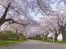 �W���n�i�t�j�^�X�苴�����2�L���ɓn������؂���i�ł��B