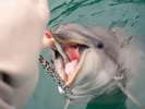 「下田海中水族館」で、可愛いイルカにエサをあげてみてはいかがでしょう。