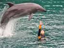 「下田海中水族館」ショーの一例。