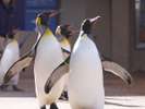 【下田海中水族館】オオサマペンギンは、コウテイペンギンに次ぎ2番目に大きい種類です!