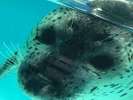 「下田海中水族館」アザラシとご対面!
