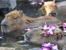 【伊豆シャボテン動物公園】当ホテルから車で約35分♪冬季限定の元祖カピバラさんの露天風呂は毎年大人気