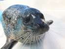 【下田海中水族館】かわいいアザラシです。