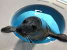 【下田海中水族館】アザラシさんとこんにちは!