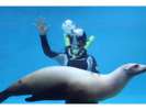 【下田海中水族館】アシカの水中ショー