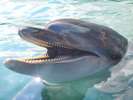 【下田海中水族館】当ホテルから車で1時間30分♪様々な海の生物たちと出会えます。