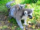【伊豆シャボテン動物公園】ワオキツネザルの親子☆
