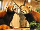 【シャボテン動物公園】沢山の動物たちと触れ合えます♪