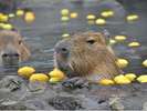【シャボテン動物公園】元祖カピバラの露天風呂♪