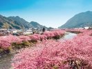 【河津桜】河津川添いをピンクに染める満開の河津桜は圧巻です!