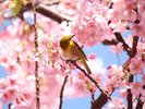 【河津桜】濃いピンクの花と目白のコラボ♪春を感じる光景です。