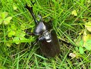 大自然に囲まれています!夏の思い出に昆虫採取♪