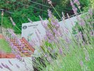【ラベンダー】エントランスで初夏に良い香りを漂わせています♪