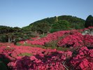 【伊東近郊】小室山公園:当ホテルから12.8�q(20分)
