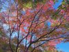 【一碧湖・紅葉】例年11月〜12月上旬ころに見頃を迎えます。※写真は一例