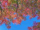 【一碧湖・紅葉】落ち着きのある湖畔をゆっくりと紅葉散歩はいかがですか。※写真は一例