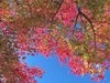 【一碧湖・紅葉】静かな湖畔で深まる秋を散策してみては!※写真は一例