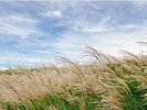 【細野高原・ススキ】絶景のススキ野原の散策はいかかですか。写真は一例