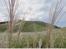 【細野高原・ススキ】深まる秋を感じます。※写真は一例