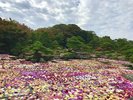 【日本庭園 由志園】出雲の國の箱庭。牡丹と高麗人参の里。当館から車でおよそ60分です。