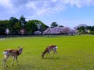 奈良公園
