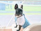 �h�b�O�t�����h���[�h�[���e���g
