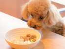 【わんちゃんとお食事】たまの旅行では愛犬と一緒に贅沢ちょっぴり贅沢を