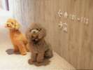 【客室廊下】わんちゃん目線にもルームナンバーがあるので、わんちゃんも迷わない?