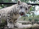 円山動物園
