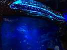 新江ノ島水族館